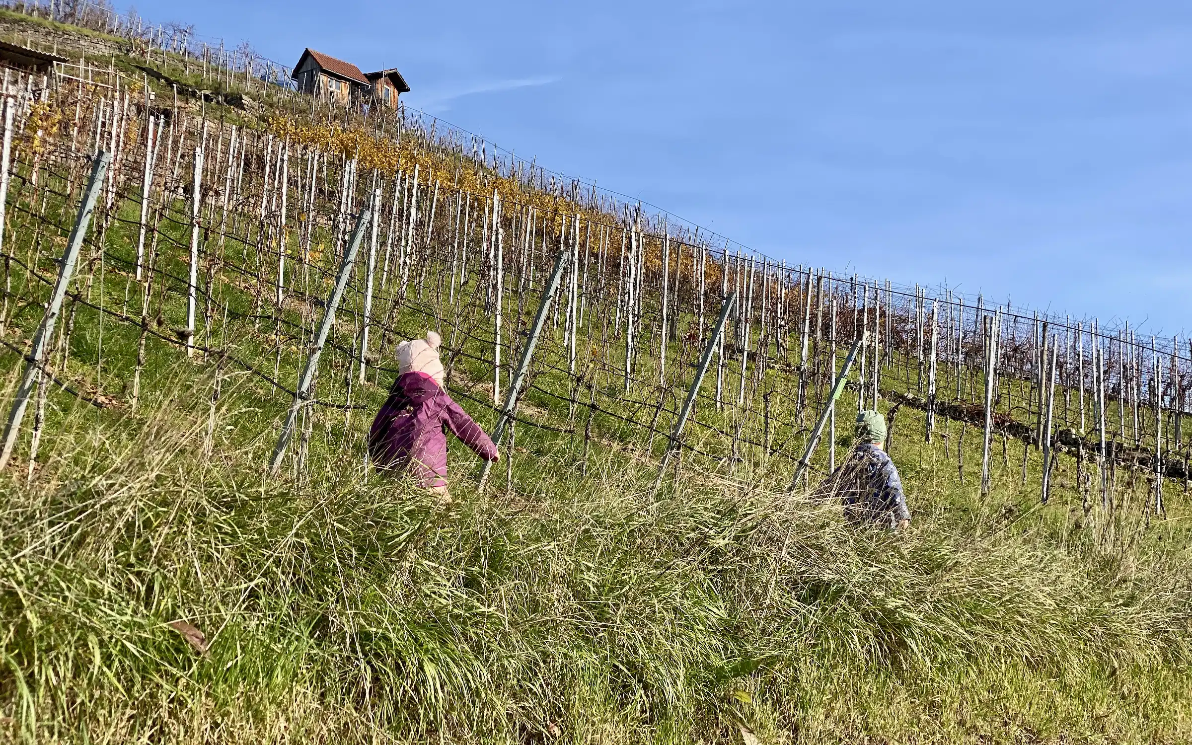2 Kinder wandern entlang der Rebstöcke durch die sonnigen Weinberge.